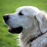 ペットに犬を飼っている人におすすめのガーデンとは