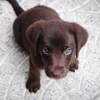 珍しい犬たちがペットショップにいたなんて