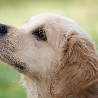 ペットとして家で犬を飼うデメリットとは何か