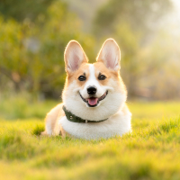 愛犬のペットロス