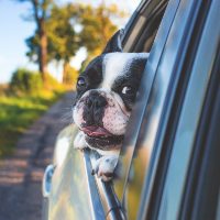 ペットロスに陥った時に同じ犬種を飼う人が多い理由